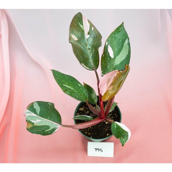 Pink Princess Philodendron 4" US Seller | RARE Pot - Picture 3 of 4